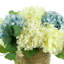 Hydrangeas Arranged in Straw Grass Pot
