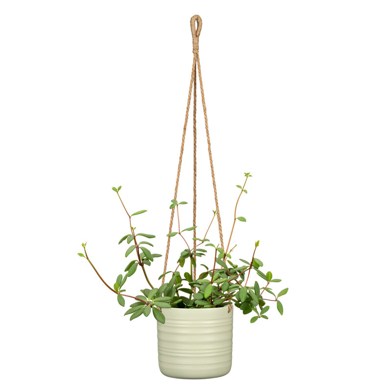 Pot à fleurs suspendu en céramique Grateron, H 6,5 po x l 6,5 po x P 6,5 po, Vert