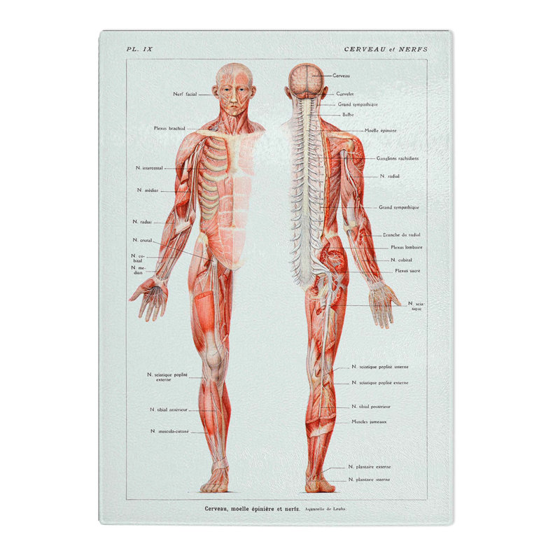 Glass Human Anatomy in French Chopping Board, 28.5 cm W x 20 cm L