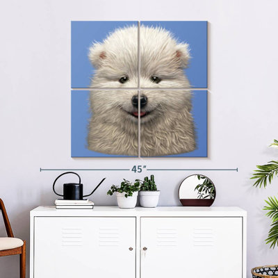 Brampt Samoyed Puppy