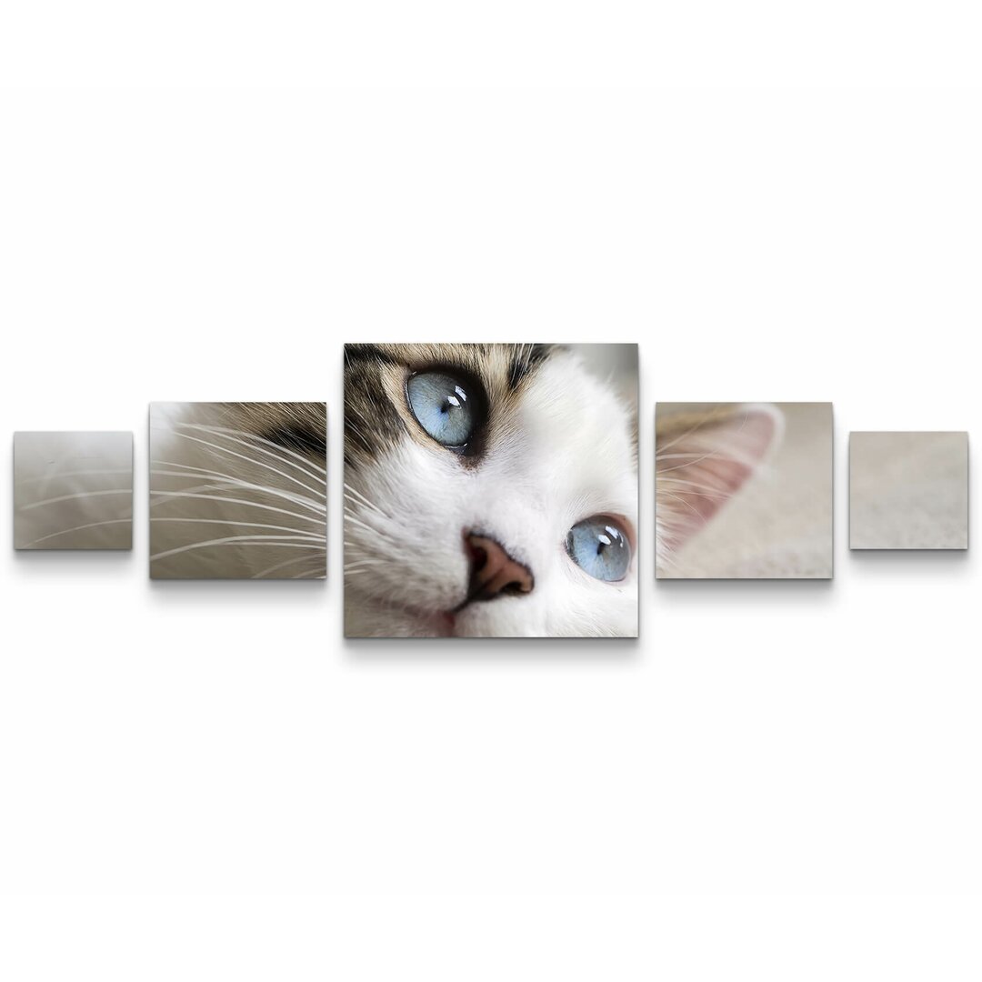 5-tlg. Leinwandbilder-Set Katze mit blauen Augen