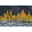 Alpine Larches North Cascades-87401824-97780642-97780645