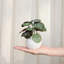 5.9'' Faux Philodendron Topiary in Ceramic Pot for Desktop or Shelf Decór
