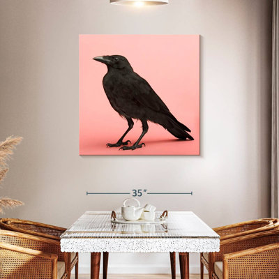 Brampt Black Carrion Crow
