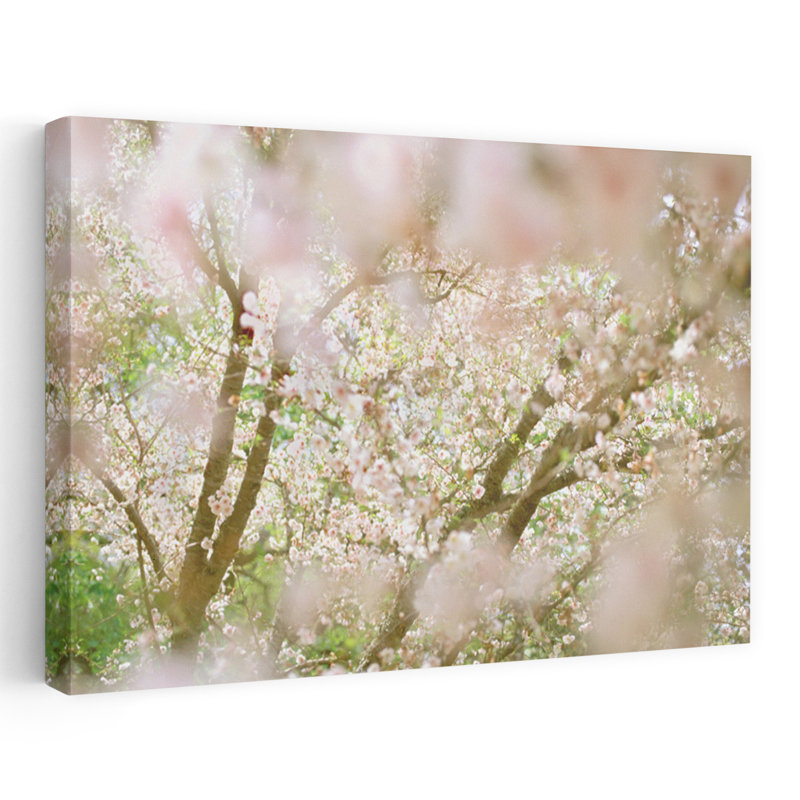Cherry Fields Forever I Delicate Tranquil Contemporary, H 16 po x l 24 po