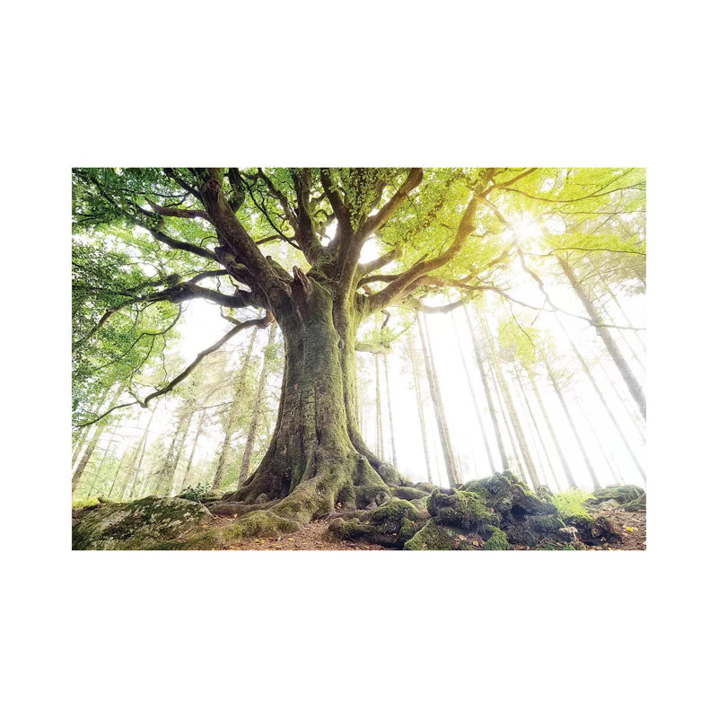 Lighting Beech Tree by Philippe Manguin - Print on Canvas, 45.72cm H x 66.04cm W x 1.91cm D, Wrapped Canvas
