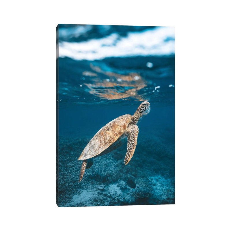 Great Barrier Reef Turtle Underwater 1 Piece Wrapped Canvas Wall Art, 101.6 cm H x 66.04 cm W