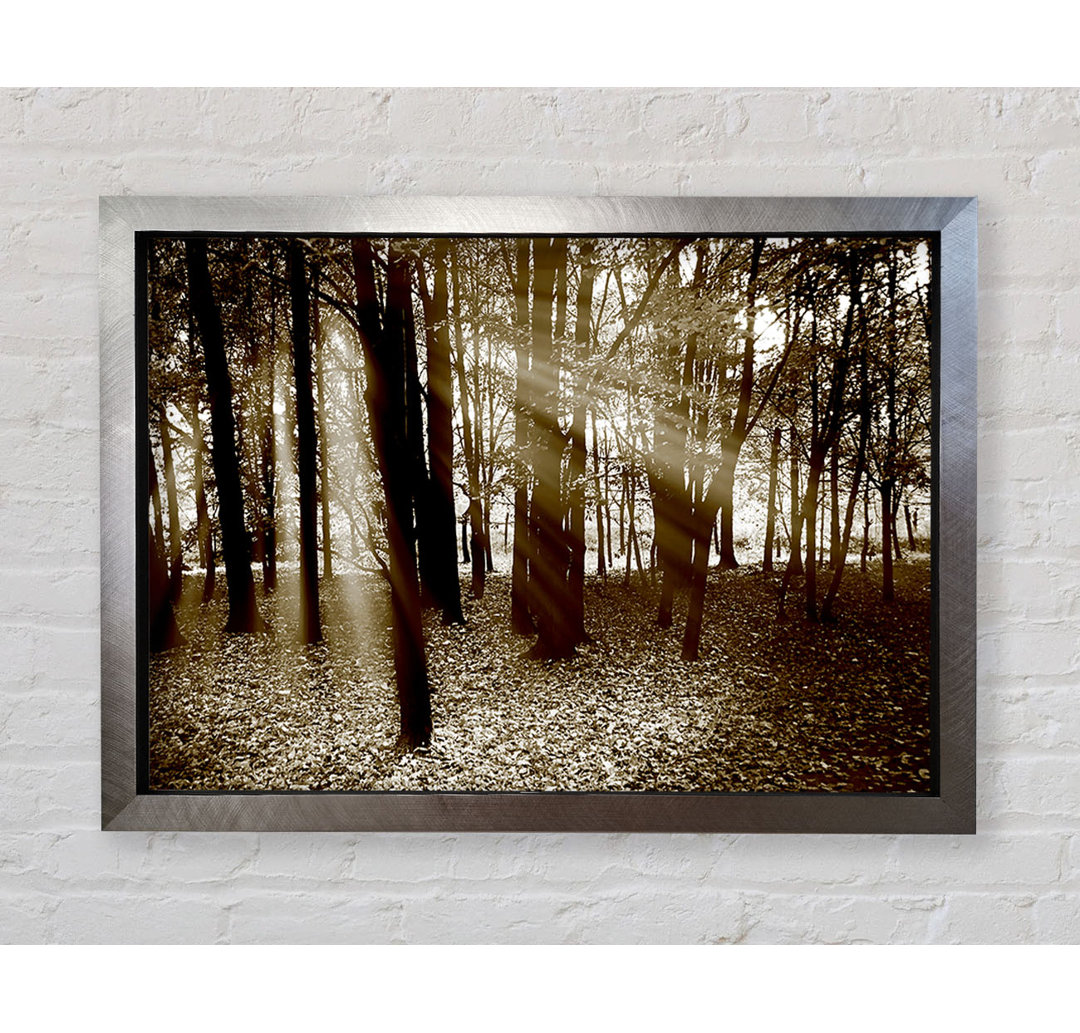 Sun Beams Through The Forest - Einzelne Bilderrahmen Kunstdrucke