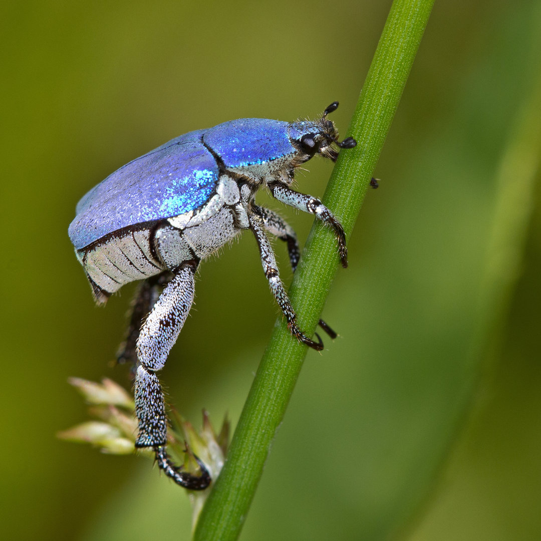 Blauer Käfer (Hoplia Coerulea) von AnneSorbes - Leinwandbild