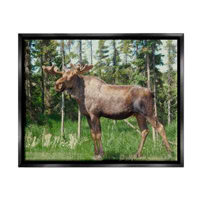 " Moose Forest Grove Woodland Landscape " Color Photography Print