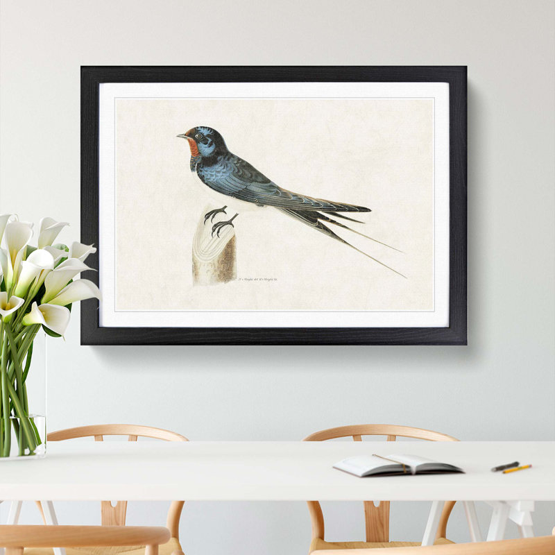 Male Barn Swallow by Von Wright - Picture Frame Art Print, Black Framed, 48cm H x 65cm W x 2cm D