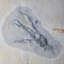 Fossil Gogia Granulosa. Cambrian. Spence Shale, Utah