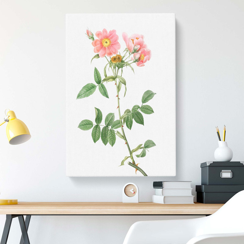Rose Of Lady Monson by Pierre-Joseph Redoute - Wrapped Canvas Print, 50cm H x 35cm W x 3cm D