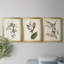Pl. «160 Carolina Titmouse», ensemble de 3 impressions sur toile encadrées-1895717711-1895717710