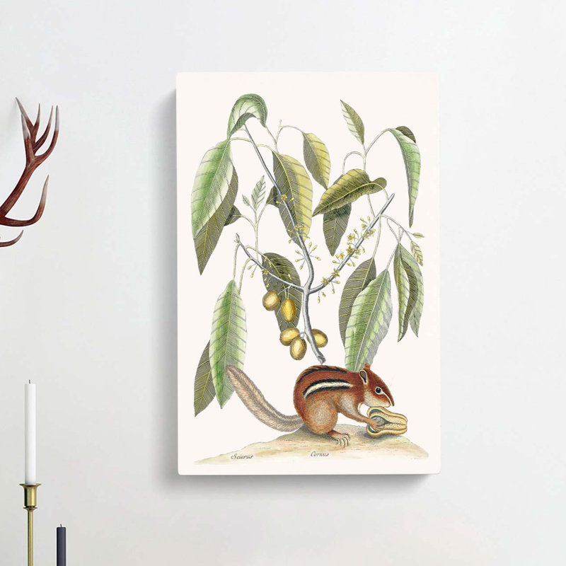 Ground Squirrel by Mark Catesby - Wrapped Canvas, 76cm H x 50cm W x 3cm D