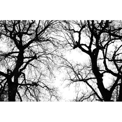 Oak Tree Winter Silhouette - Wrapped Canvas Print