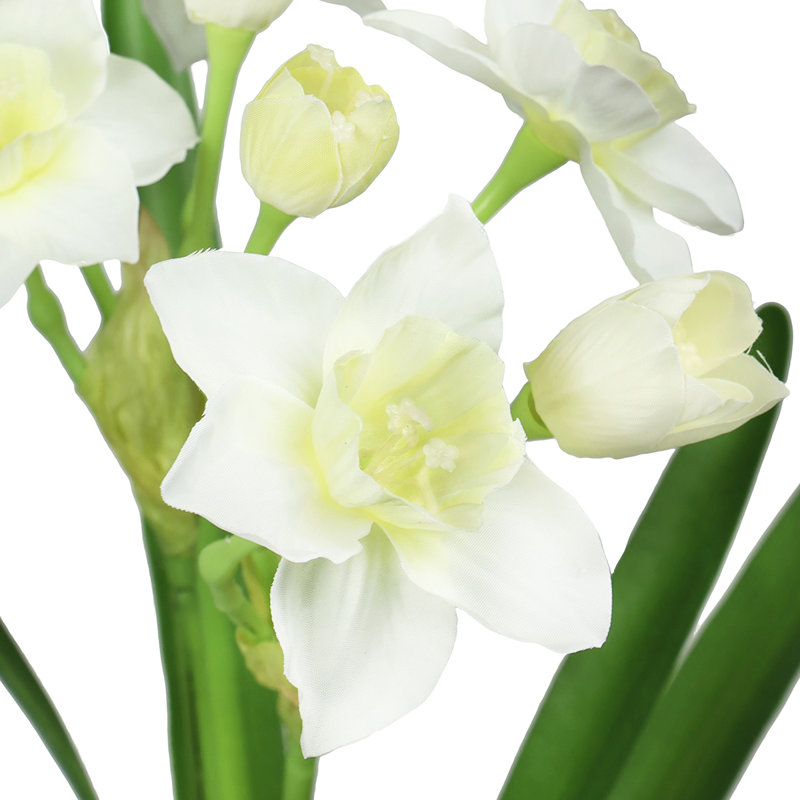 Tulipes, Blanc crème