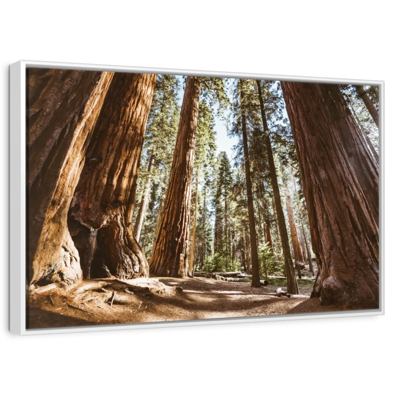 Été dans le parc Sequoia, Cadre flottant blanc, 37 po x 25 po