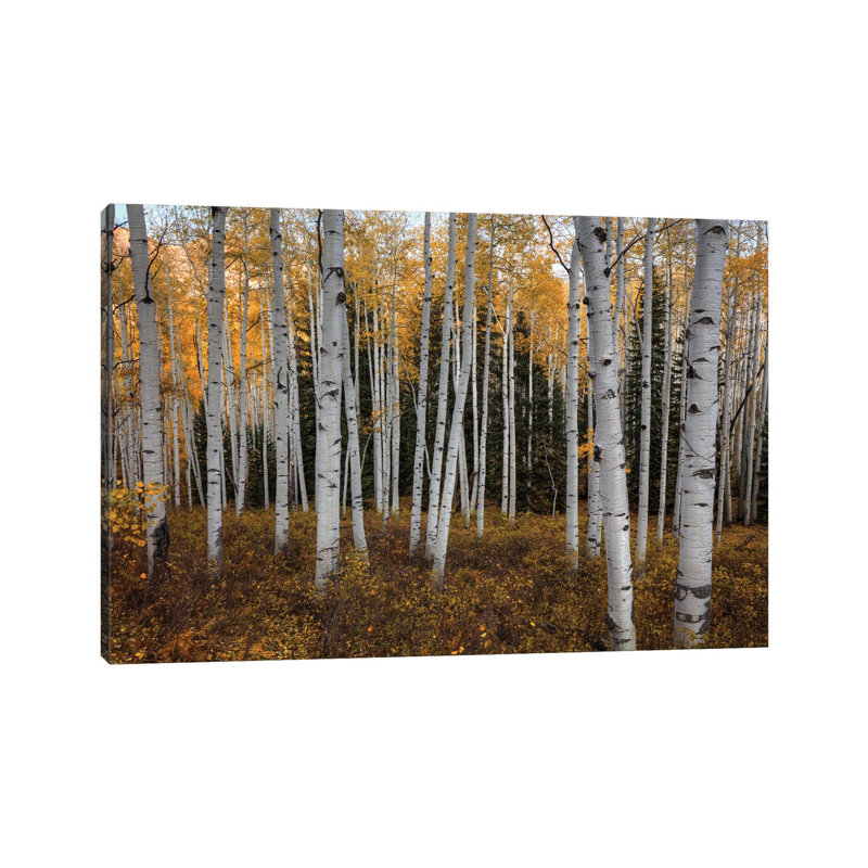 Forêt de trembles en automne, H 40 po x l 60 po x 1,5 po
