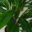 60cm Faux Plant in Pot Liner