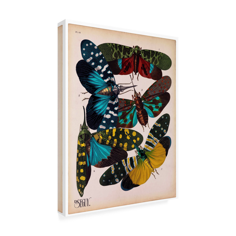 Impression sur toile «Insectes Plate 8», H 19 po x l 14 po x P 2 po