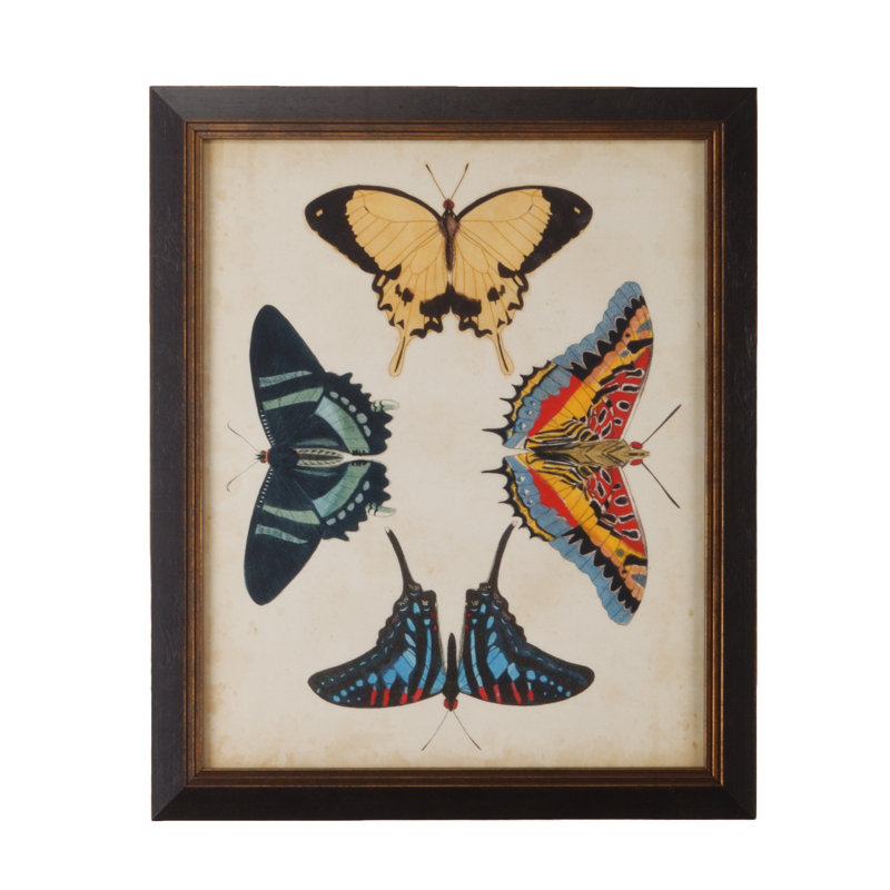 Display Of Butterflies III Print