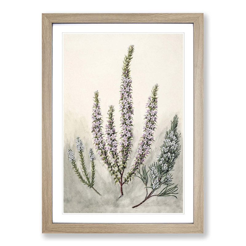 Epacris Flowers by Sarah Featon - Picture Frame Painting Print, 48cm H x 36cm W x 2cm D, Oak Framed