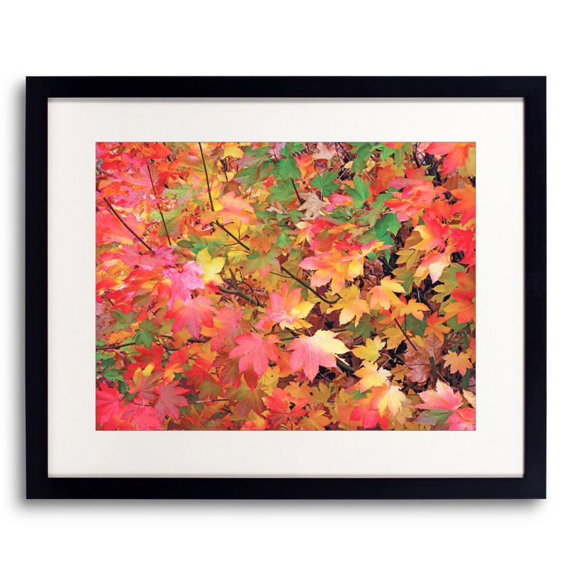 Autumn Maple Leaves Portrait by Bruce Heinemann - Single Picture Frame Print, 24" H x 32" W