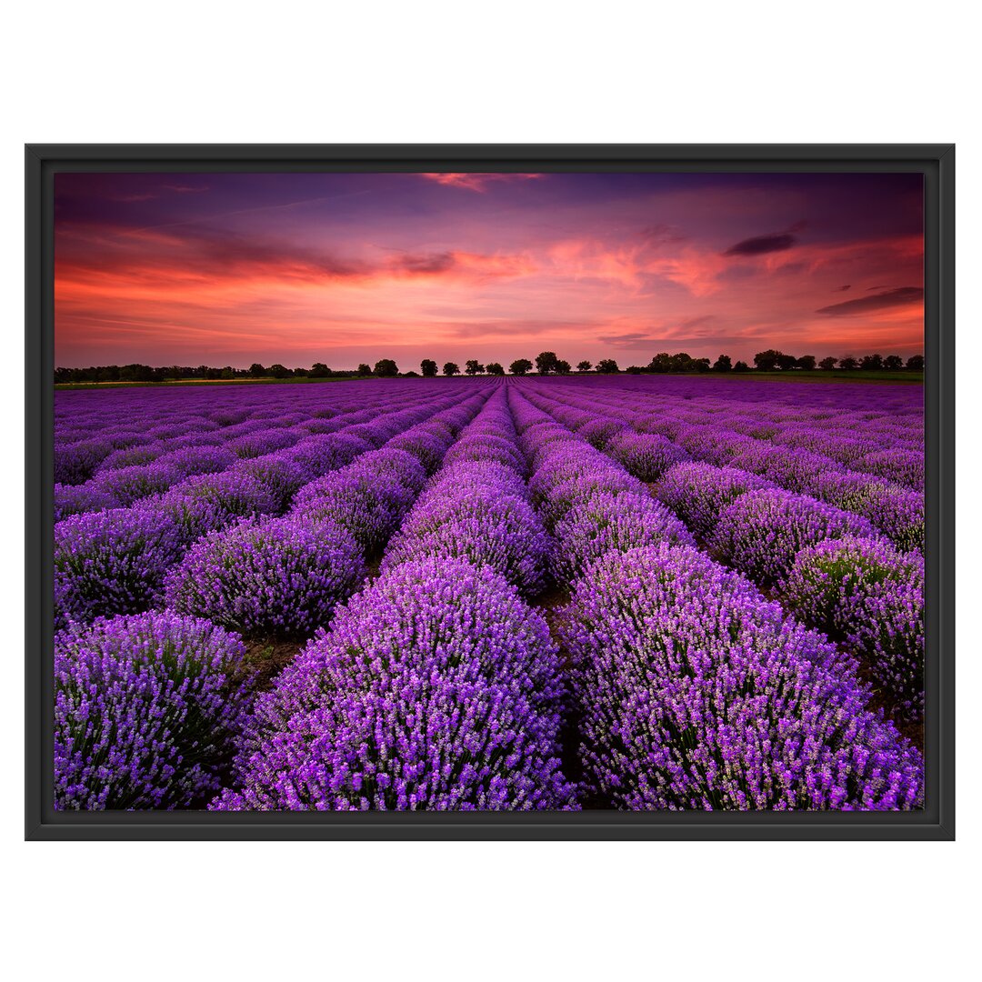 Gerahmtes Wandbild Wunderschöne Lavendel Provence