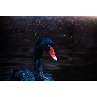 Cygne noir - photographie sur toile tendue