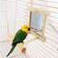 Cockatiel Vogel