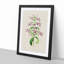 Purple Beardtongue Flower Illustration - Framed Print-55616366-55616368