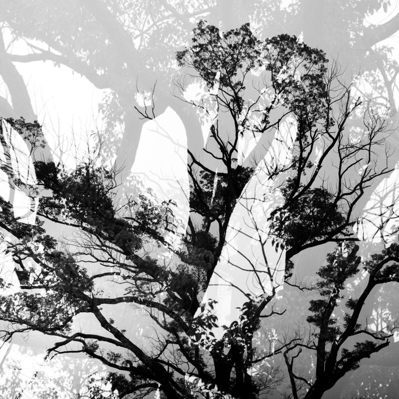 Trees Take Multiple Exposure by Heibaihui - Wrapped Canvas Print, 122cm H x 122cm W x 3.8cm D