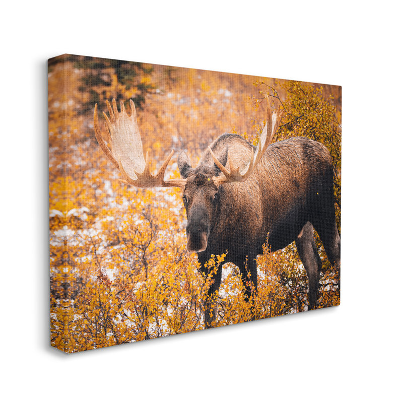 «Moose In Autumn Foliage» par Daniel Sproul, H 30 po x l 40 po x P 1,5 po