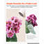 Geranium Arrangement