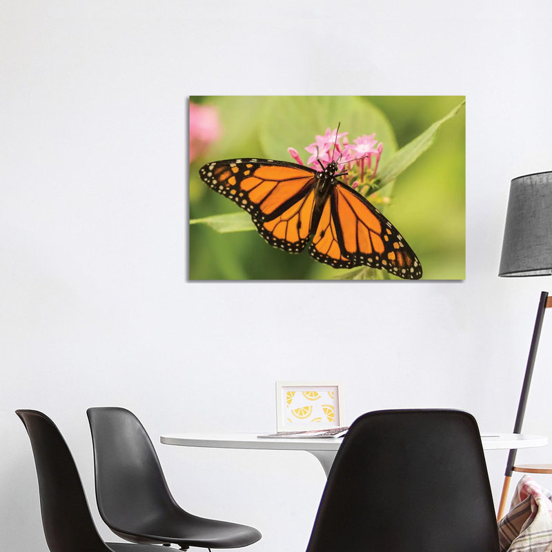 Costa Rica, La Paz River Valley. Captive Monarch Butterfly in La Paz Waterfall Garden. 1 Piece Wrapped Canvas Wall Art