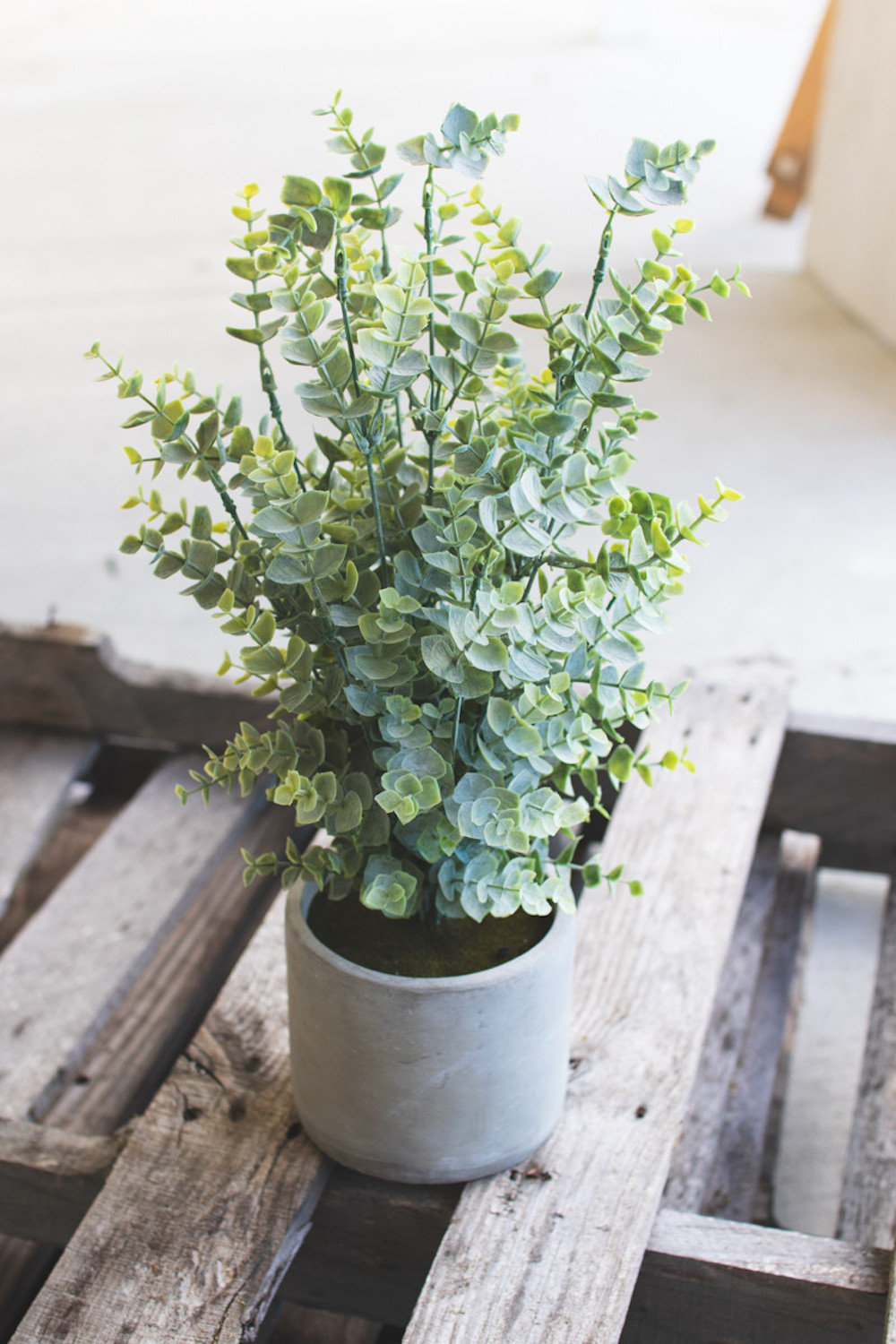 18'' Eucalyptus Plant in Cement Pot