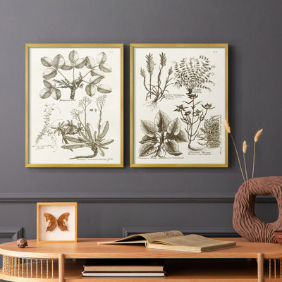 «Sepia Botanical Journal VI», reproduction encadrée de qualité supérieure - prête à être accrochée - aucun clou requis - aucun clou requis