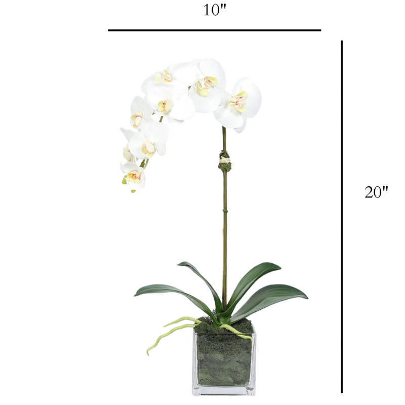 Orchid Arrangement In Square Glass Vase, White