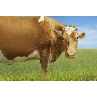 " Brown Cow Standing In Field " by Ipggutenbergukltd