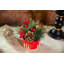 Arrangement floral de Noël en pot-1363918558-1363947668