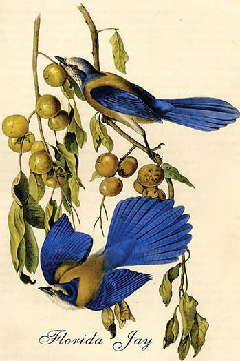 « florida jay » par john audubon-impression d’art graphique, H 66 po x l 44 po x P 1,5 po