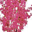 Bougainvilliers 6 pi-1328825996