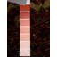 Kennetra Oriental Area Rug in Orange