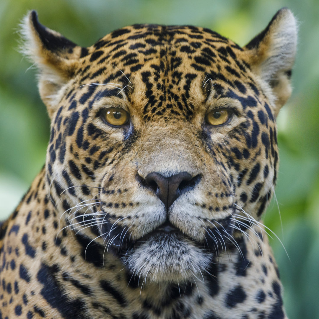 Nahaufnahme eines Leoparden von Agustavop - Leinwanddrucke