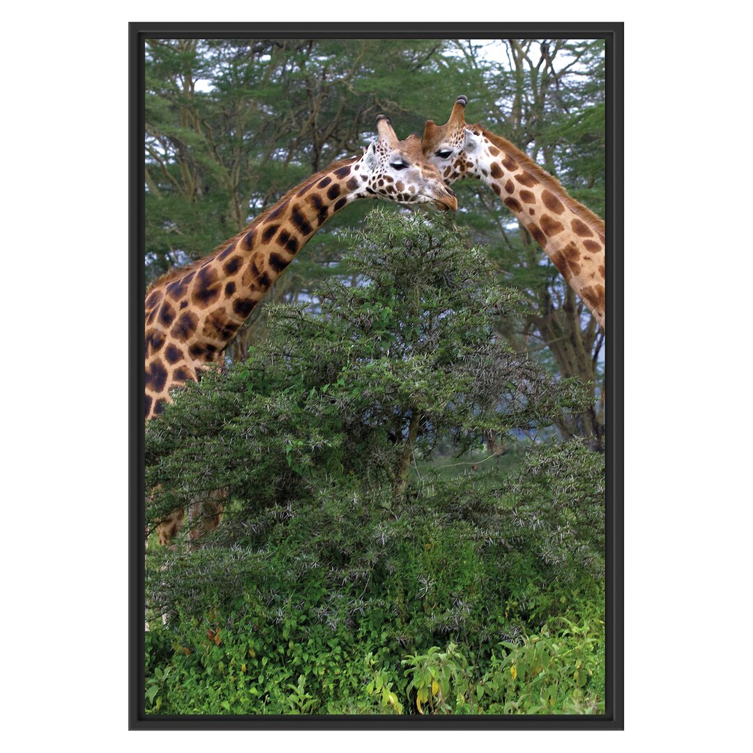 Gerahmtes Wandbild Giraffenpaar in der Savanne