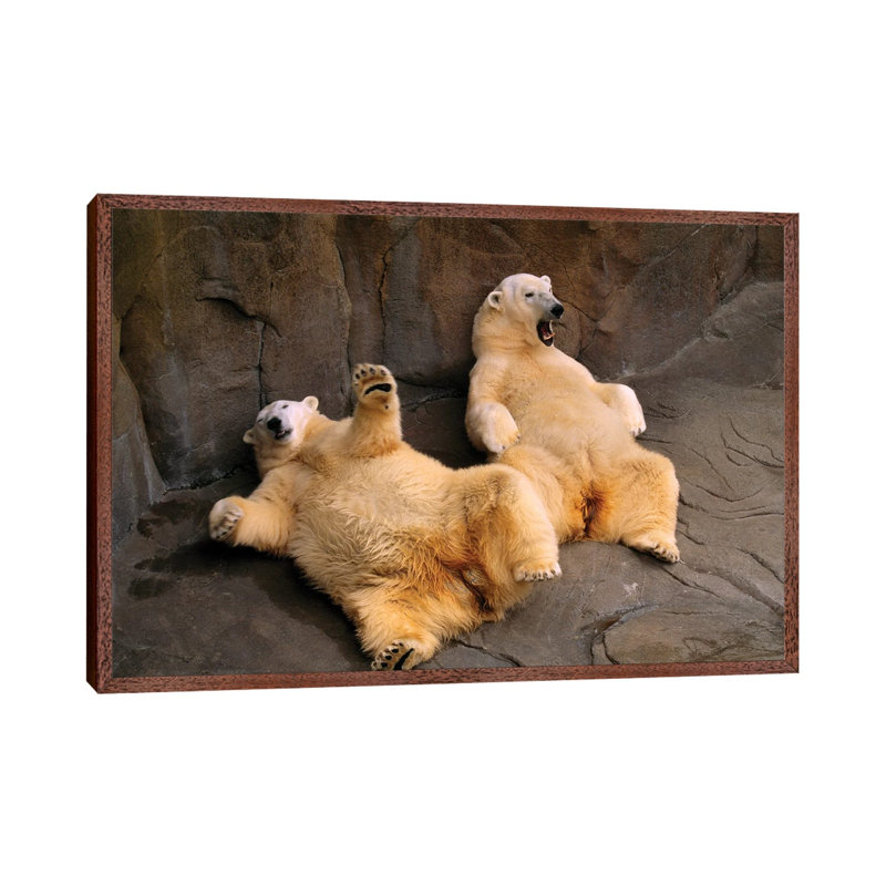 Two Lounging Polar Bears At Omaha's Henry Doorly Zoo And Aquarium 1 Piece Wall Art on Canvas, 66.04 cm H x 45.72 cm W