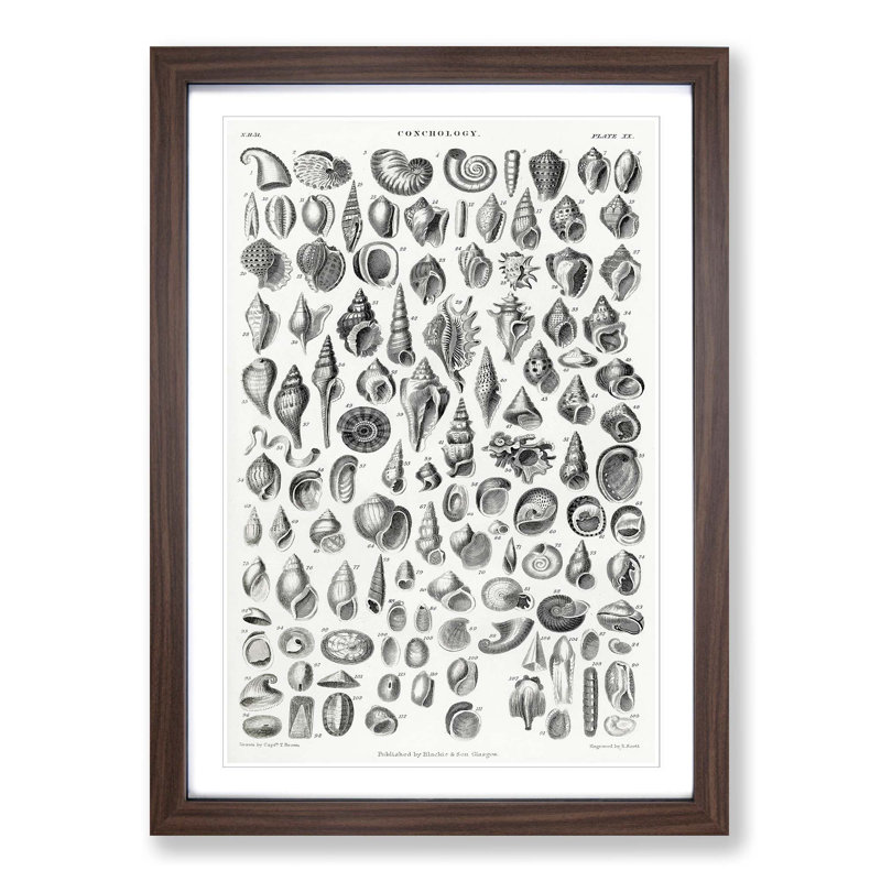 Study of Mollusc Shells XX by Oliver Goldsmith - Picture Frame Drawing Print, Walnut Framed, 36cm H x 27cm W x 2cm D