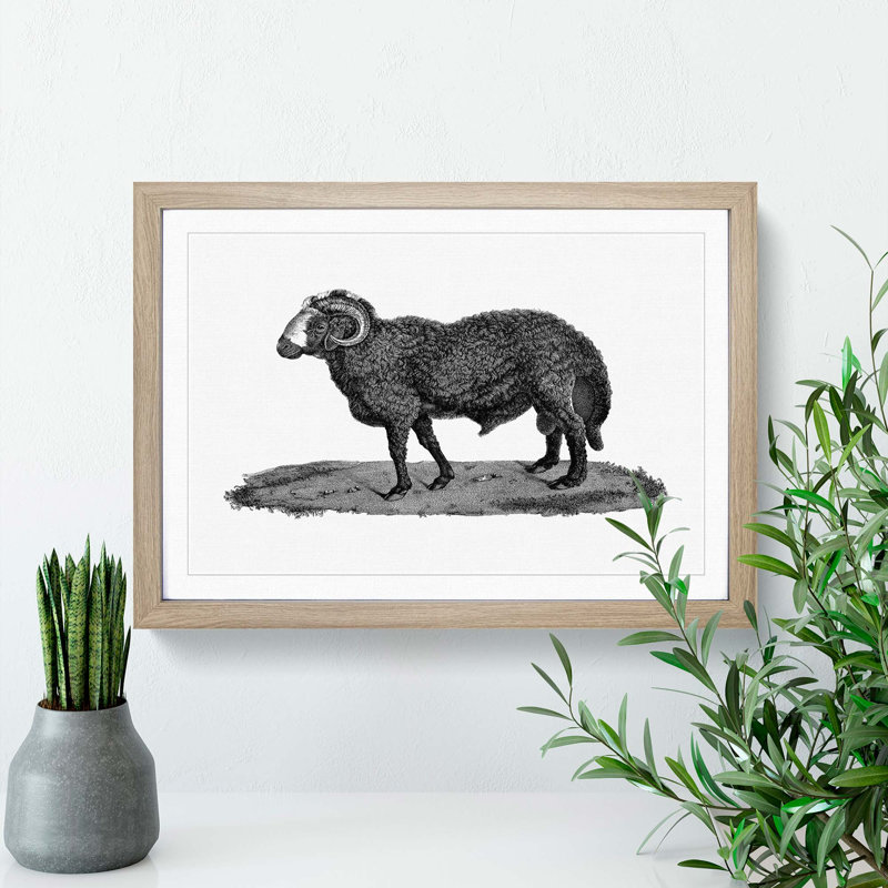 Sheep Illustration - Picture Frame Drawing Print, Oak Framed, 27cm H x 36cm W x 2cm D