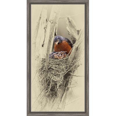 « nesting robins », reproduction d’impression sur toile encadrée